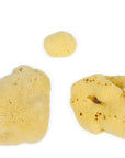 Small Natural Sea Sponge
