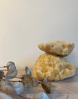 Small Natural Sea Sponge