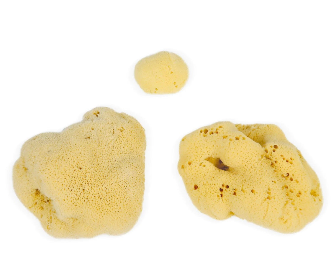 Medium Natural Sea Sponge