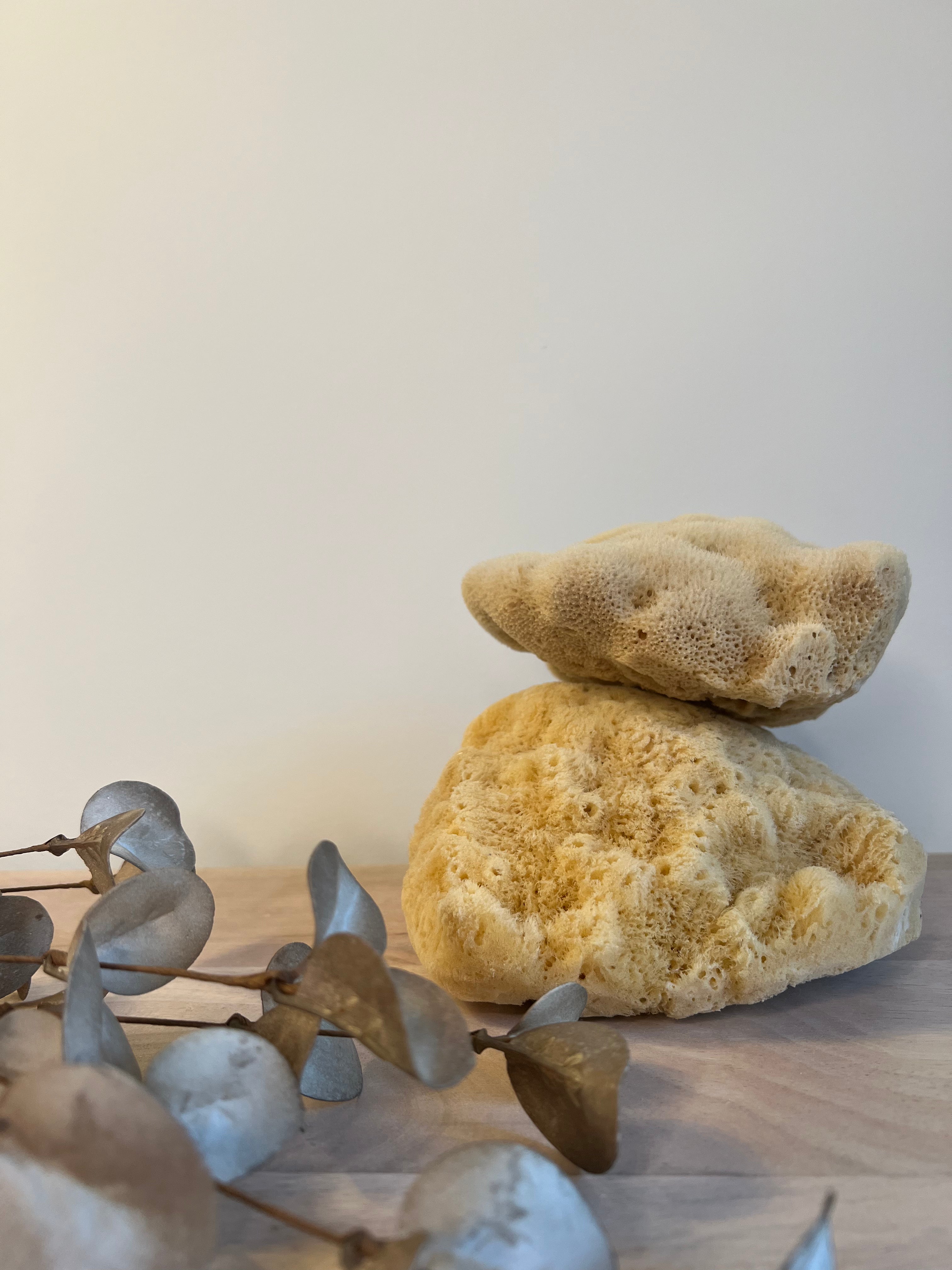 Small Natural Sea Sponge