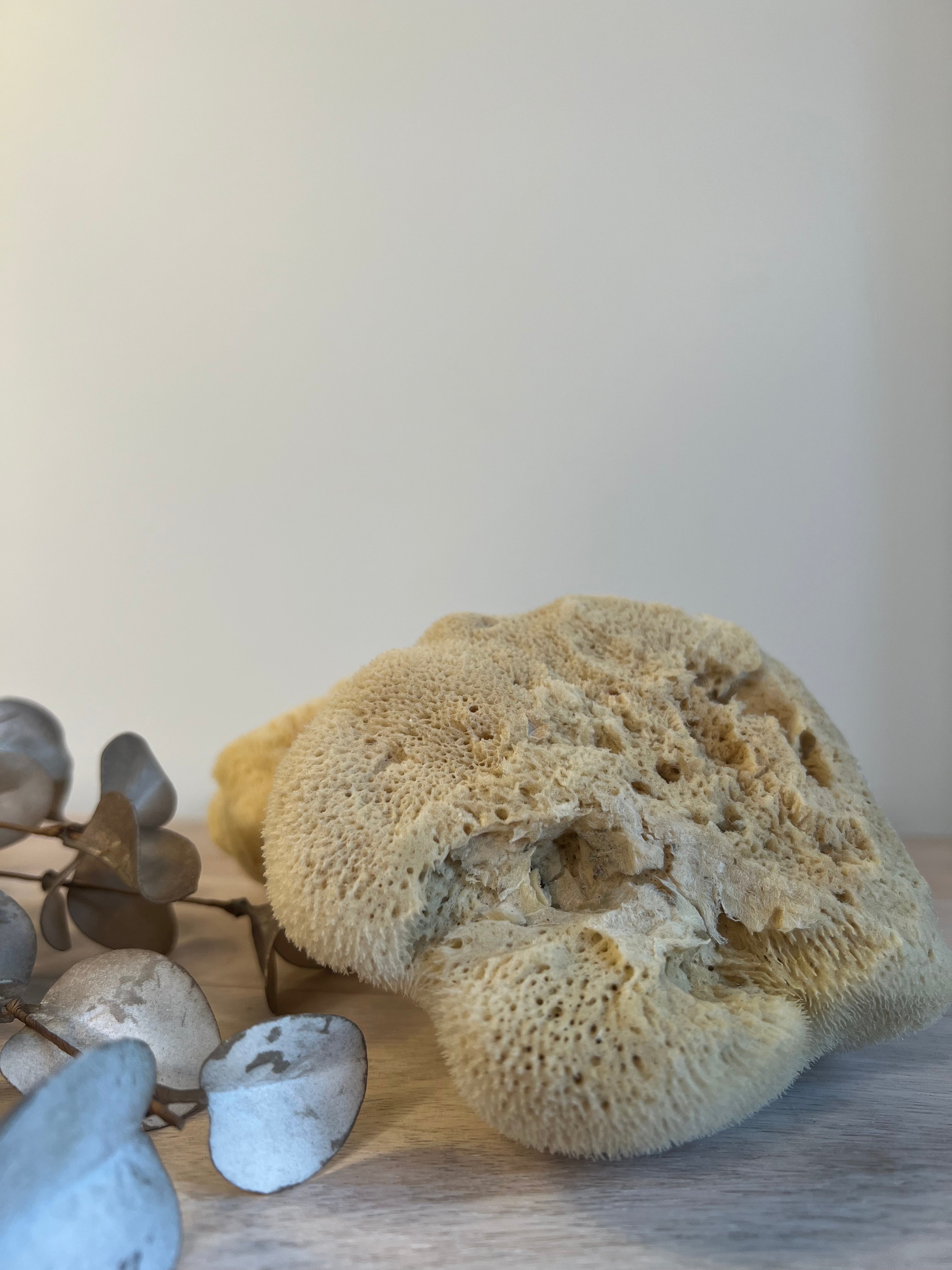 Medium Natural Sea Sponge