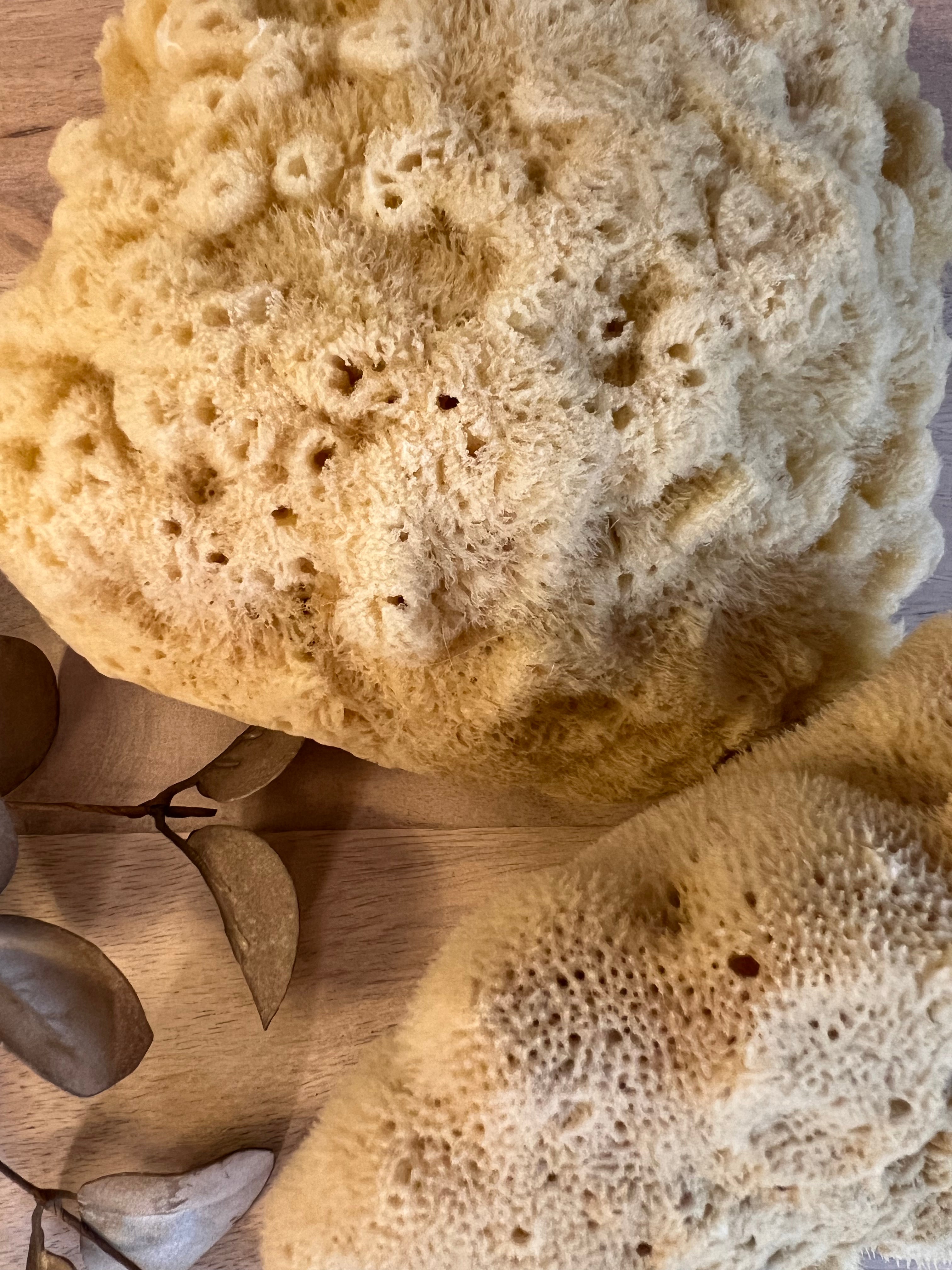 XL Natural Sea Sponge